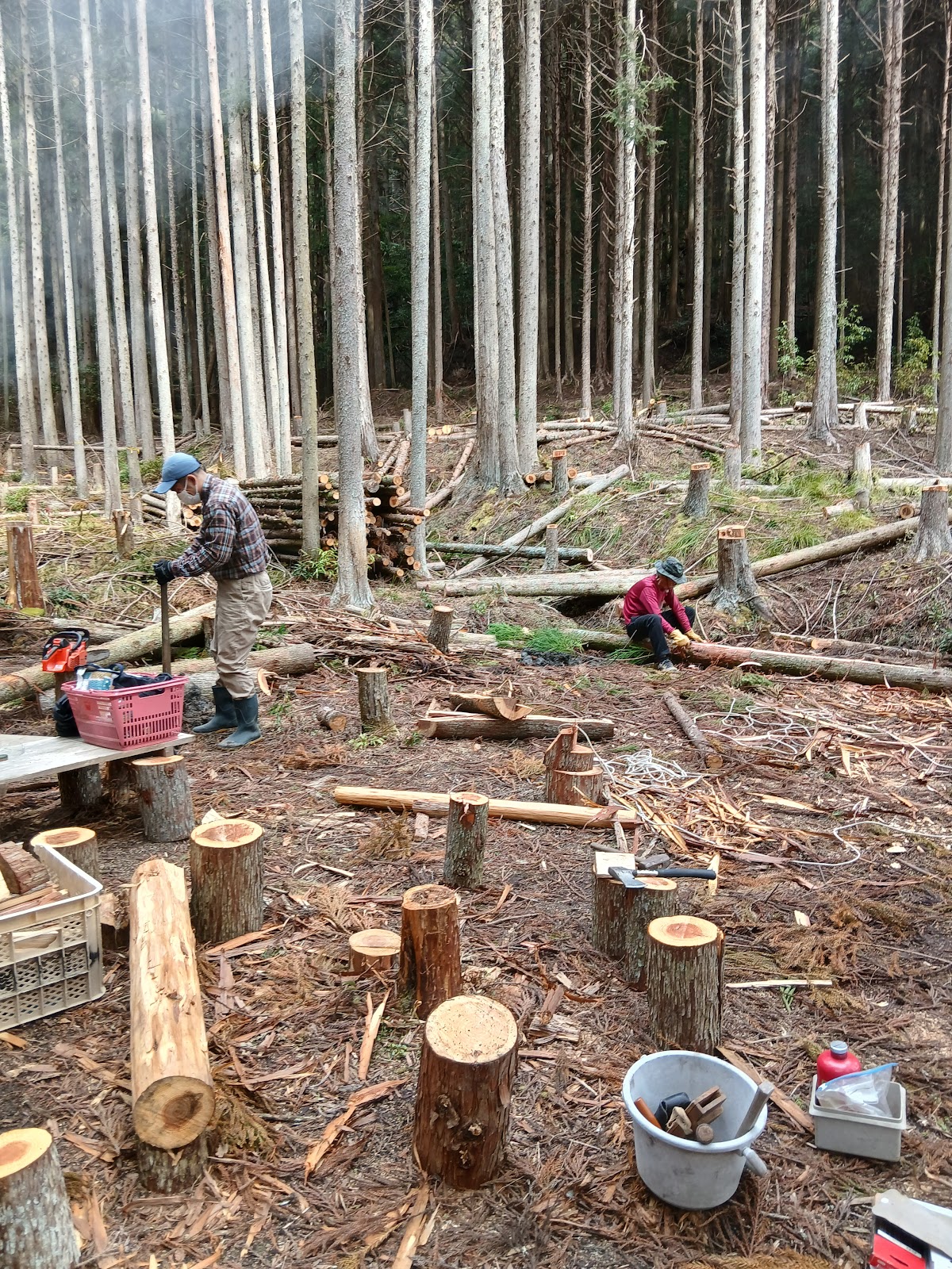 キヨちゃんの森