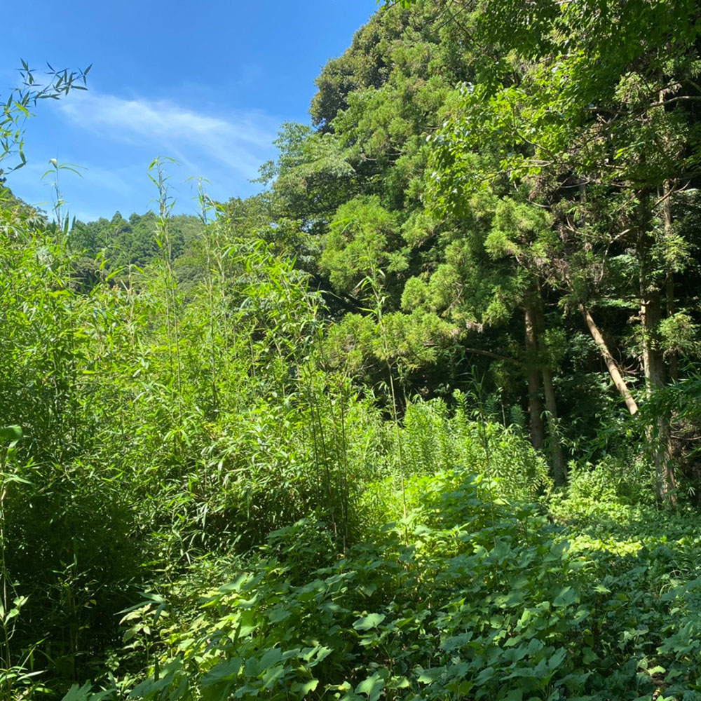 Mai Camping Hayama Kamiyamaguchi Camping Site