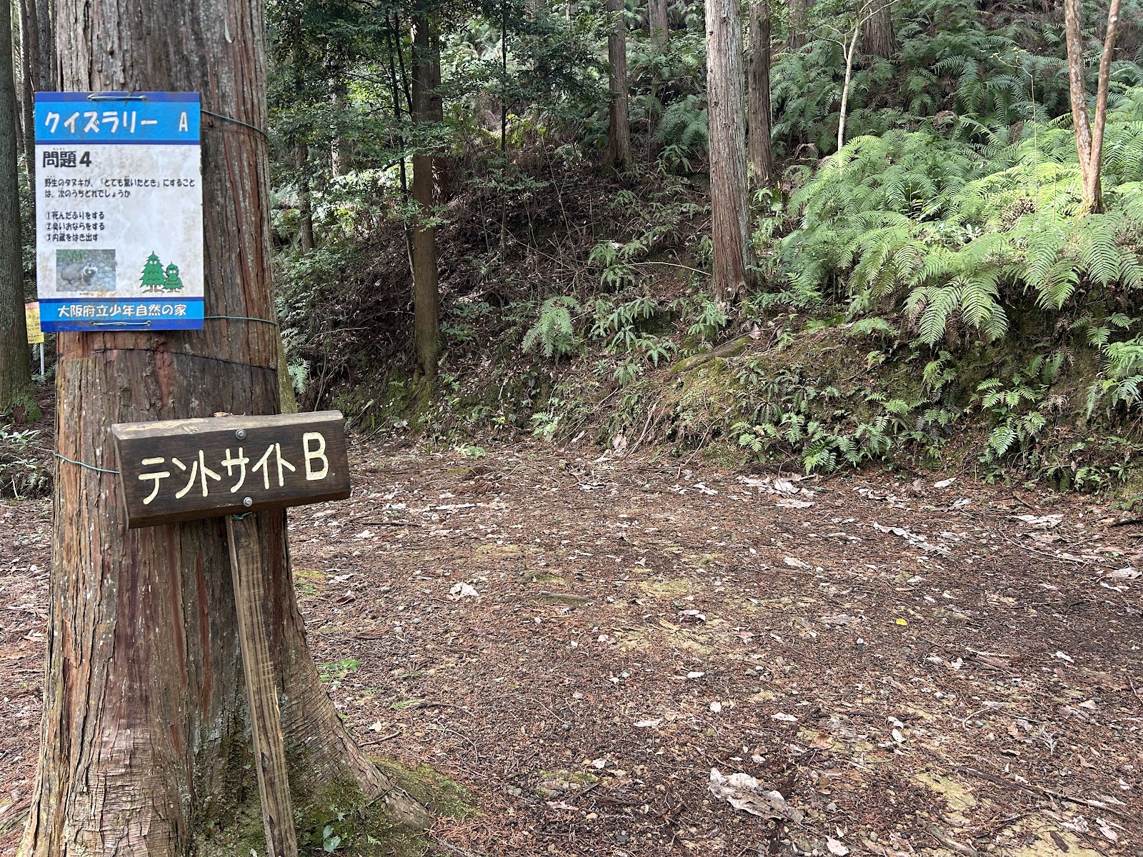 大阪府立少年自然の家 テントサイトB