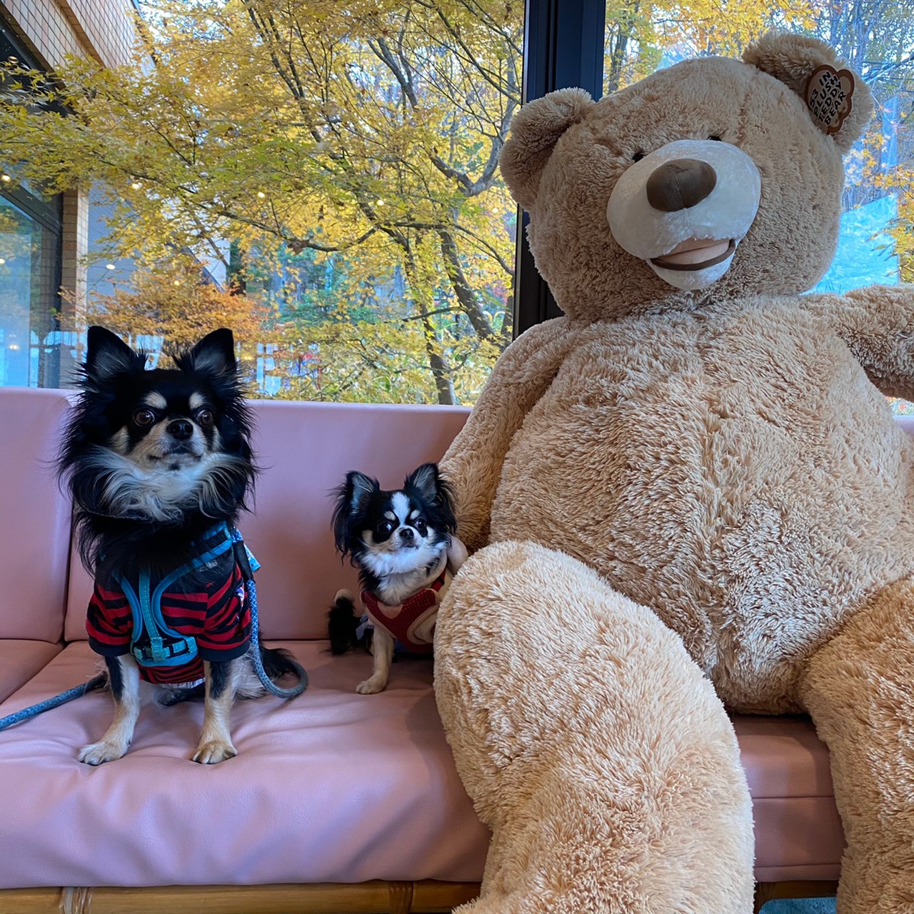 Khu nghỉ dưỡng Fuji Sakura & Cắm trại