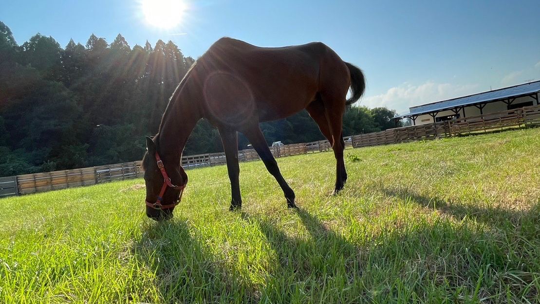 このはな牧場 十和田乗馬倶楽部仙台支部