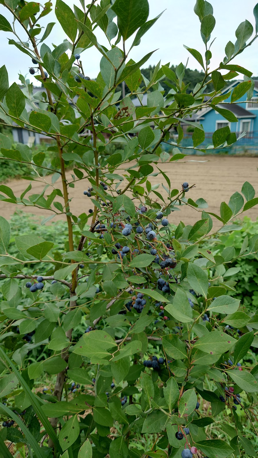 IssenbokuCamp Field Kyuu Buruuberii Camping Nomu San Oukoku