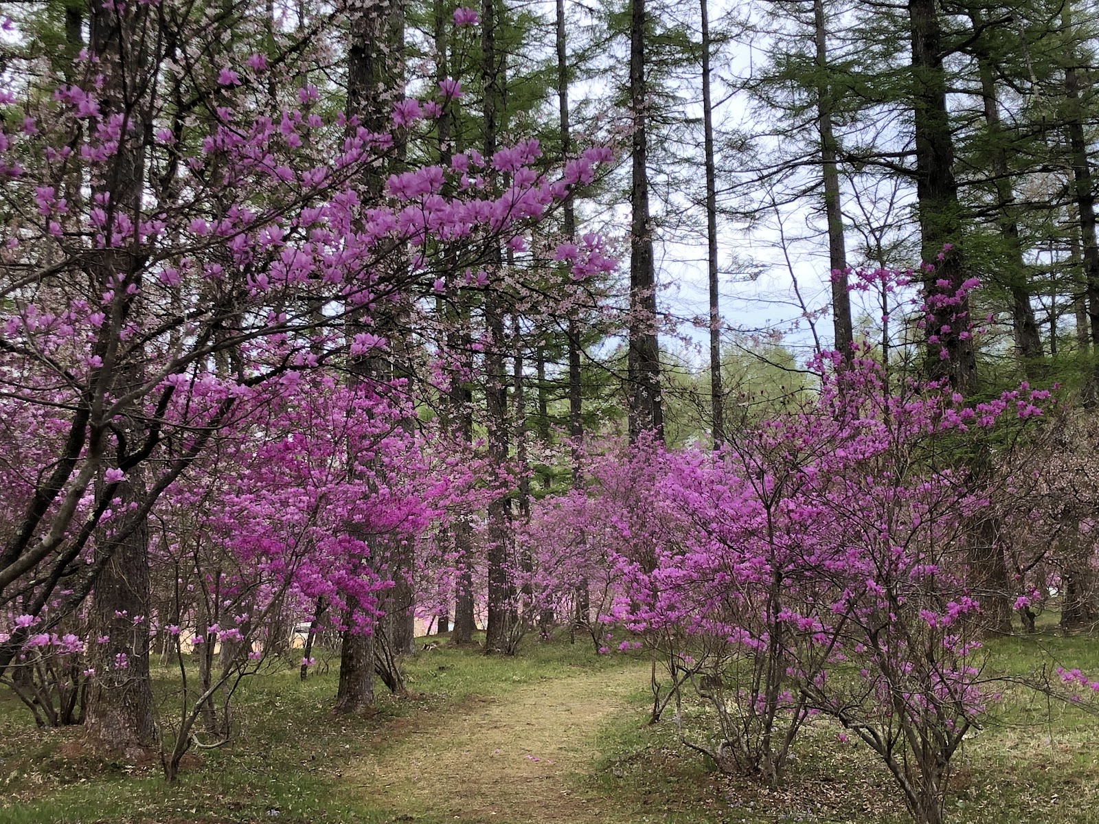 Khu cắm trại Souzou Rừng Dei