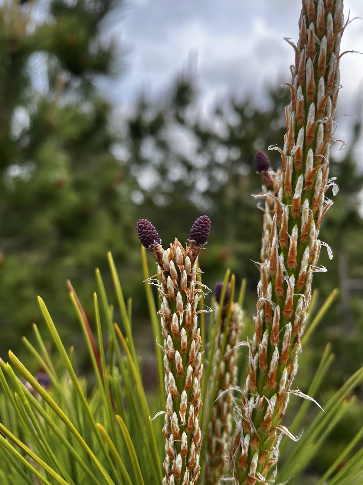 Minami Awaji Shi Campground Fukiage Hamano Gaikyou Iku Center
