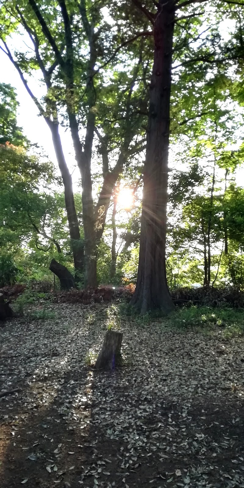 BS27団 くぬぎの森キャンプ場