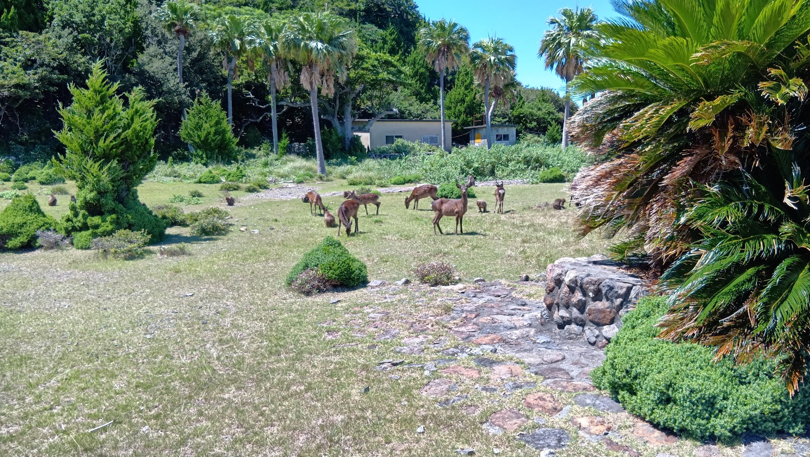 Chouei Kashima ・ Aogiri Campground