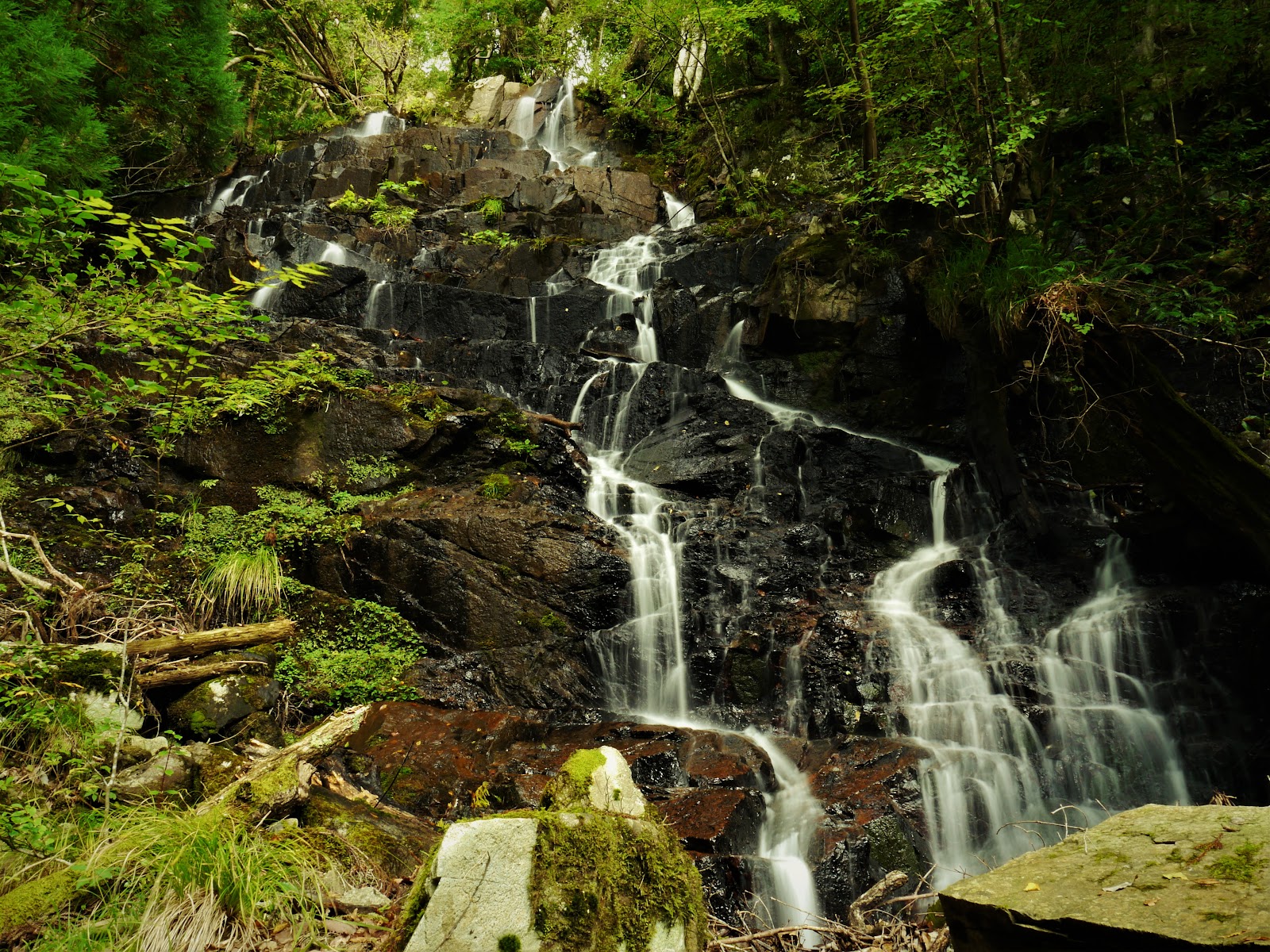 白龍の滝、不朽の杉