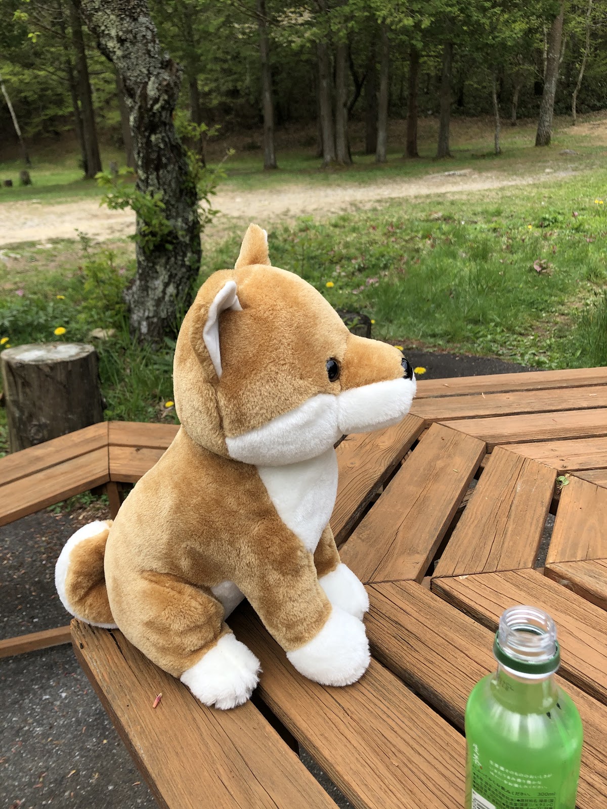 Khu cắm trại Shirakaba Cao nguyên