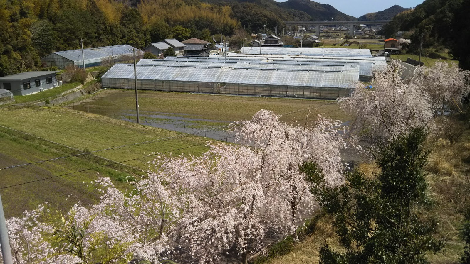 Domitorii Hijiri Ke Oka