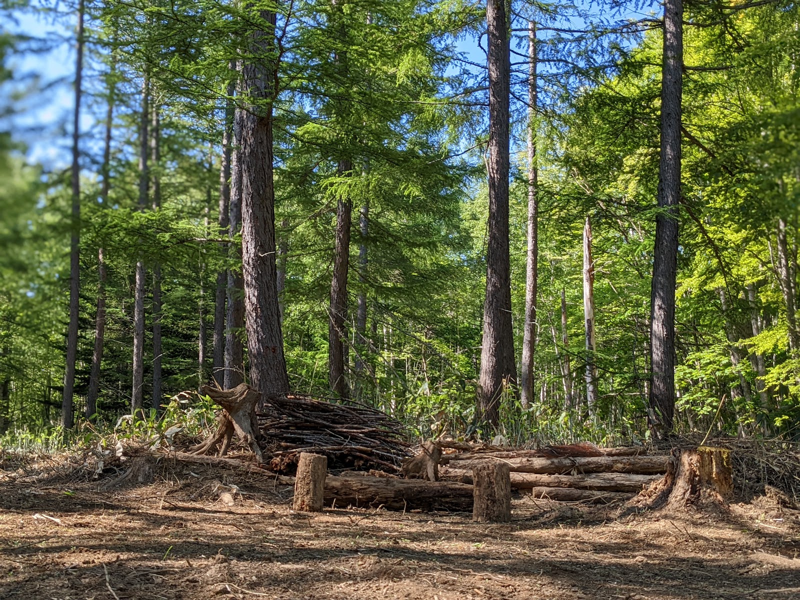 Kohaku Camping Field