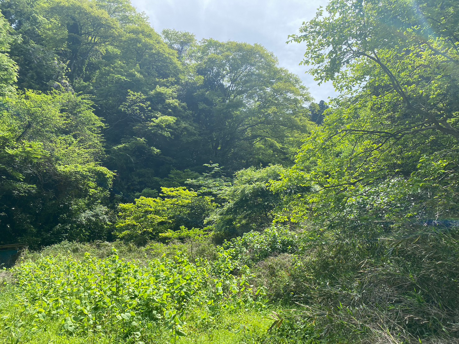 Mai Camping Hayama Horiuchi Morito Camping Site