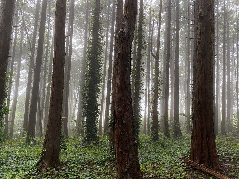 Mai Camping Odawara Hayakawa