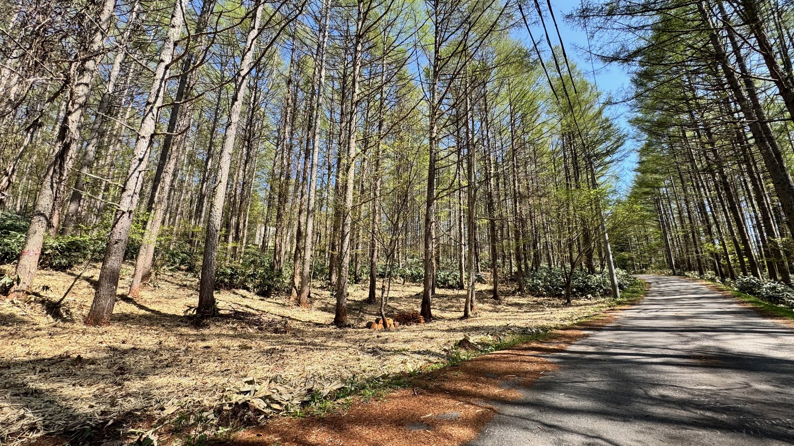 Rừng Minenohara Cao nguyên Fiirudo
