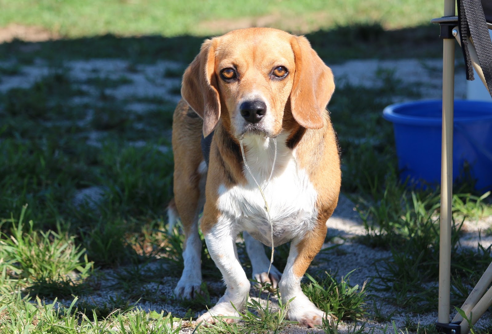 Yunohama DogguranＭＢ