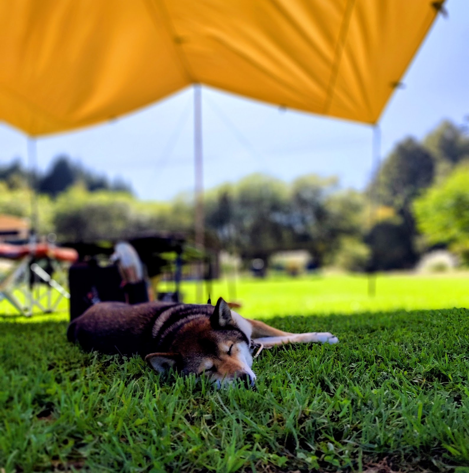 ドックラン野らら