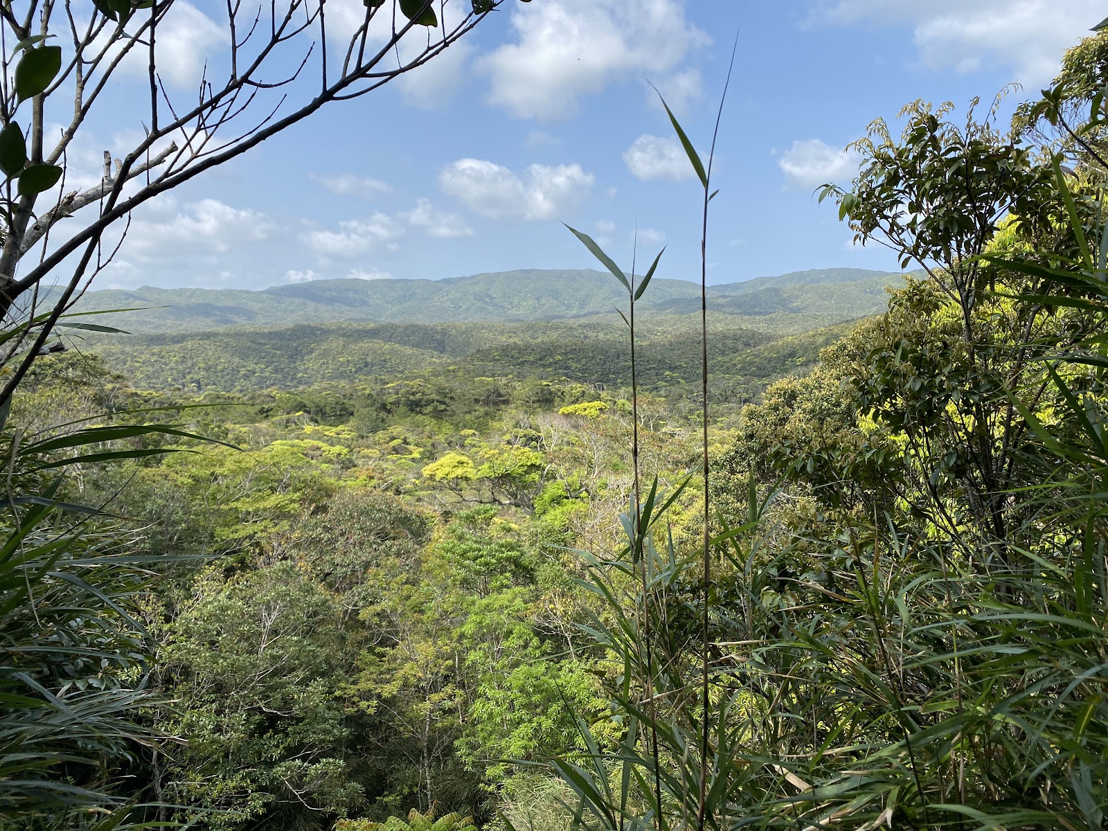 Rừng Kunigami Mura Kankyou Kyouiku Trung tâm Yanbaru Manabi