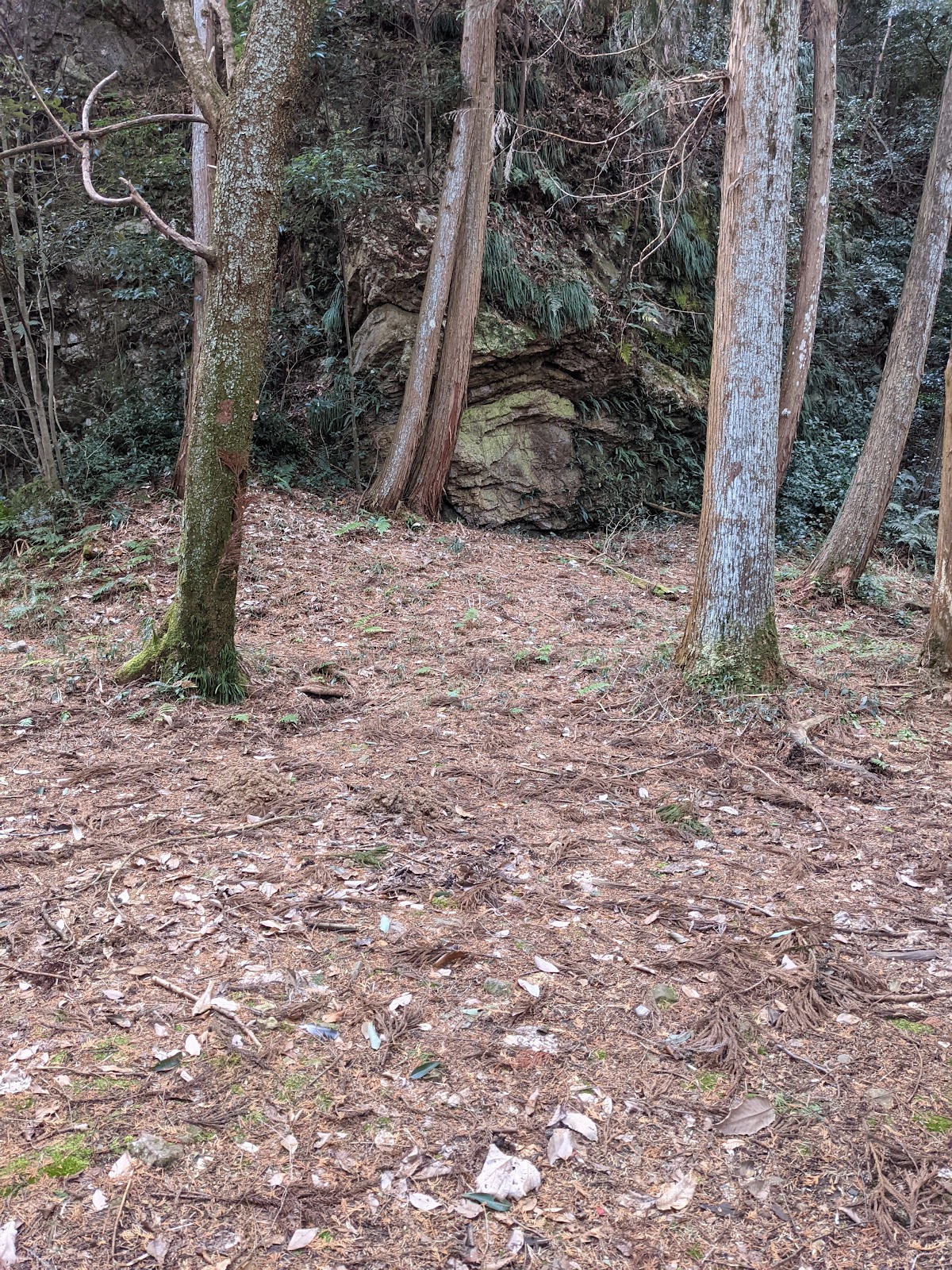 Rừng Tomika Yaeijou