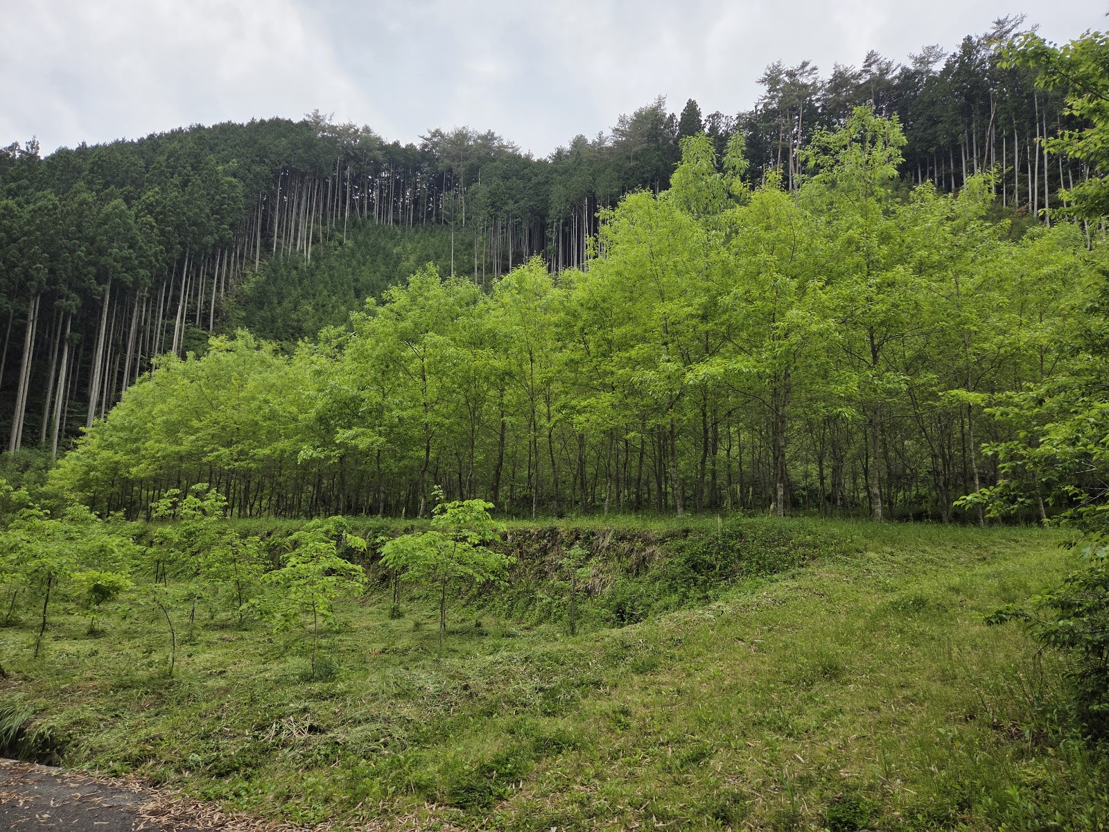 Forenta - YAMAGUCHI Takara Saku Forest Camping Eria