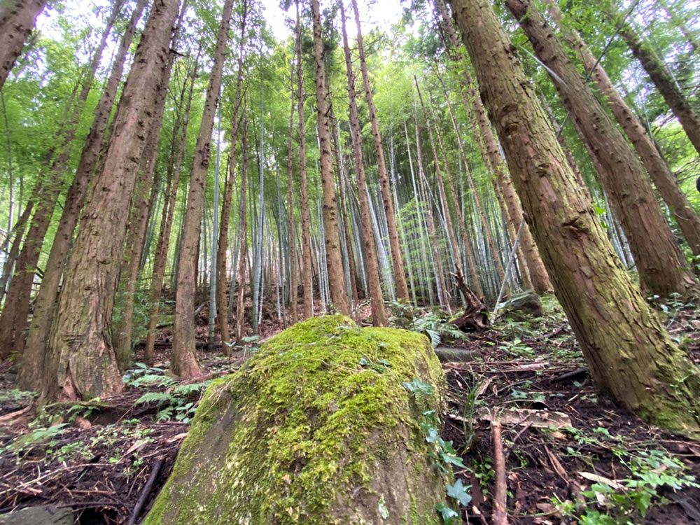 Cắm trại Mai Odawara Iriuda3