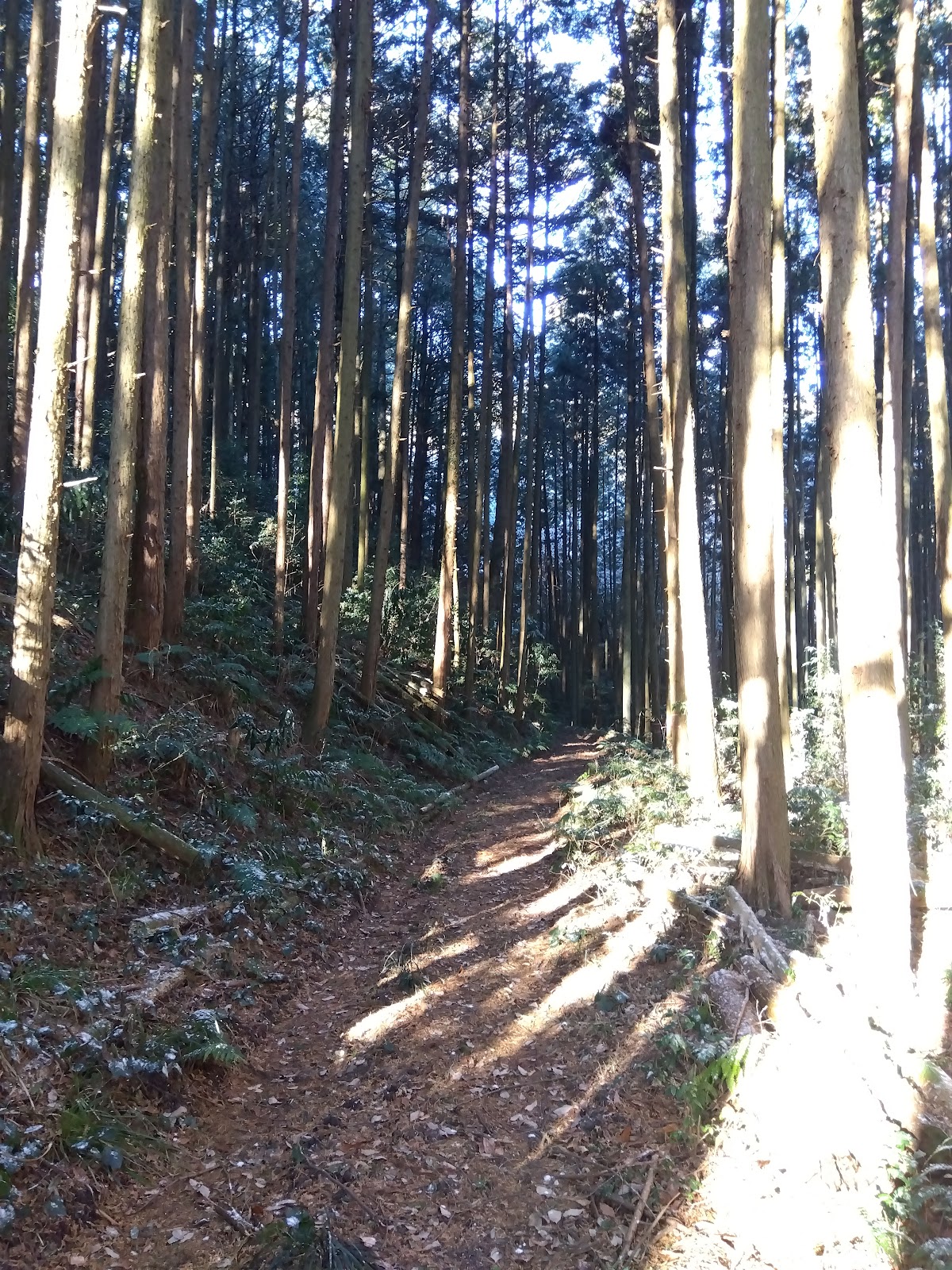 Forenta Kasama Shinrin Eria