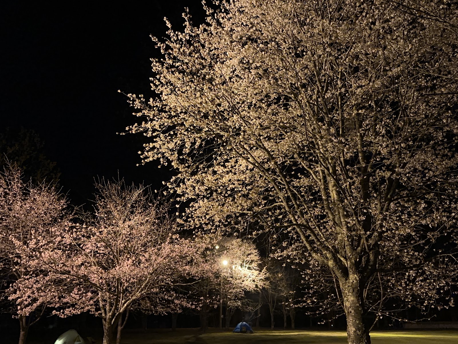 Ikoi Forest Campground