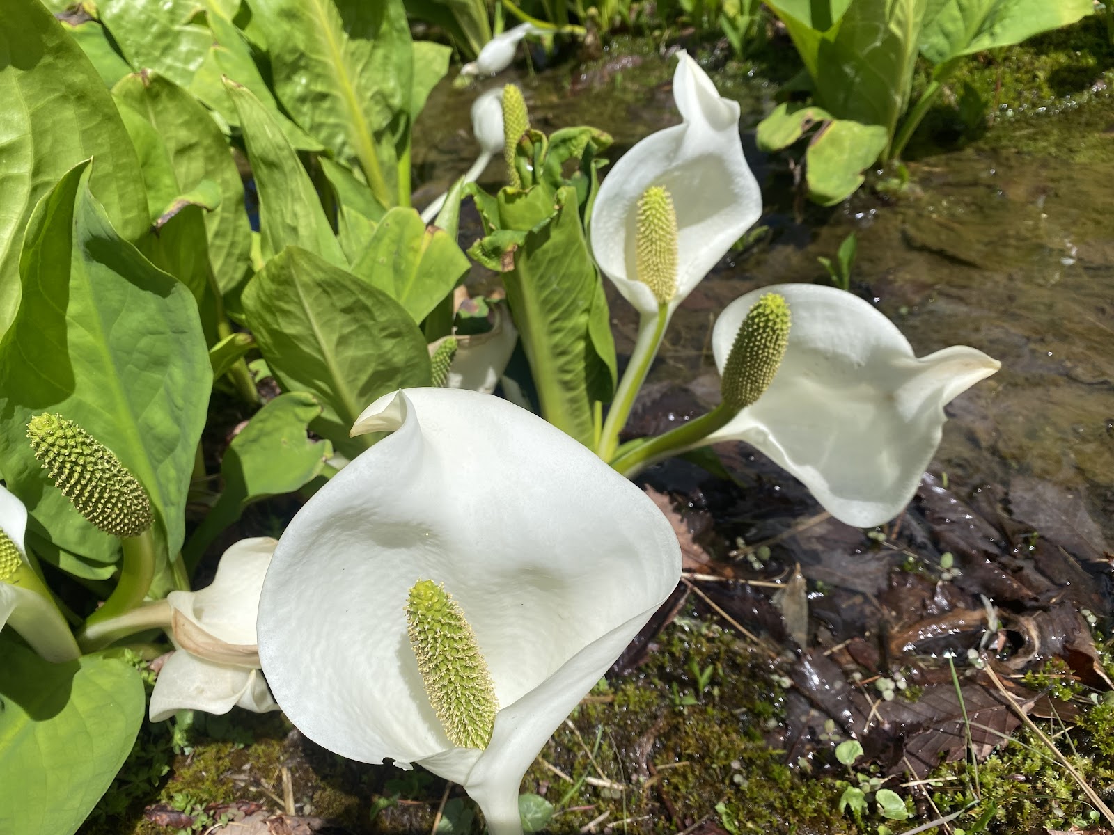 羅漢山青少年旅行村