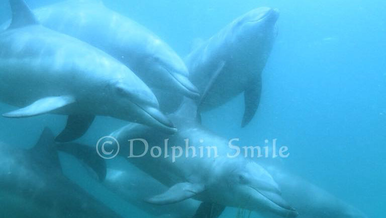 Dolphin Smile