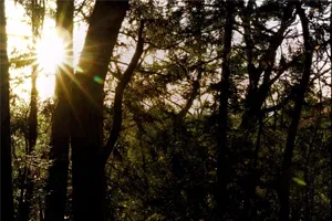 78chills Camp Field & Forest
