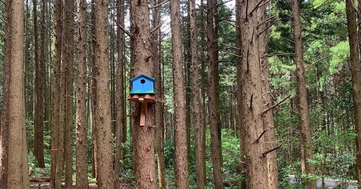 Ko MinkadeNiwa Kyan Shuumatsu Camping 🏕️little Forest
