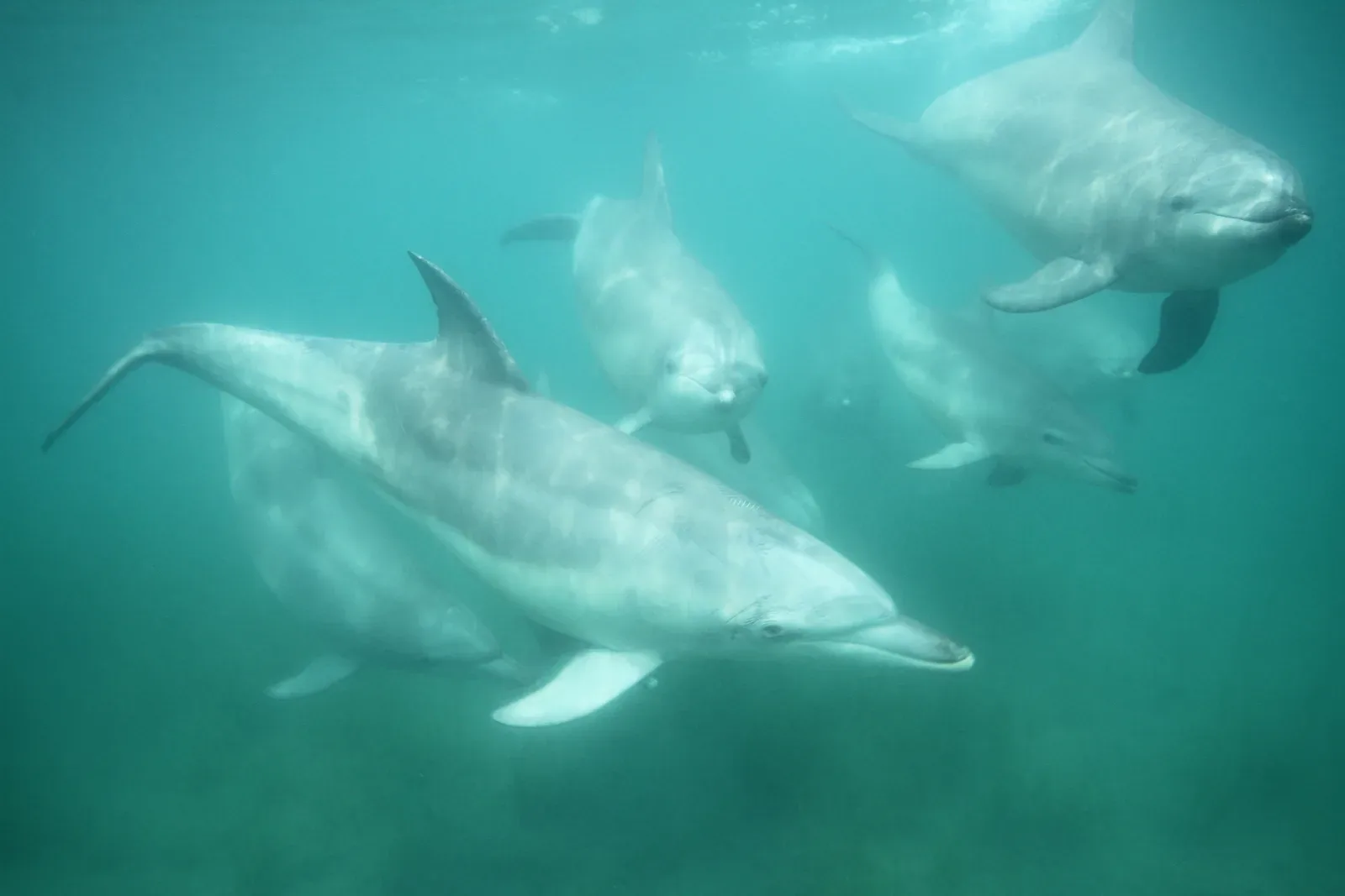 Dolphin Smile