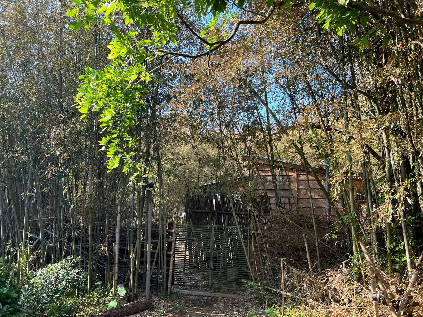 FOREST FOR REST