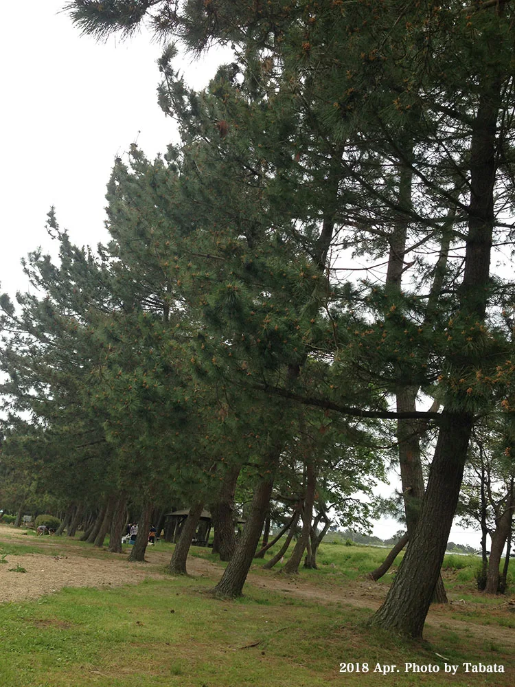 Nesuteipi Camping Eria