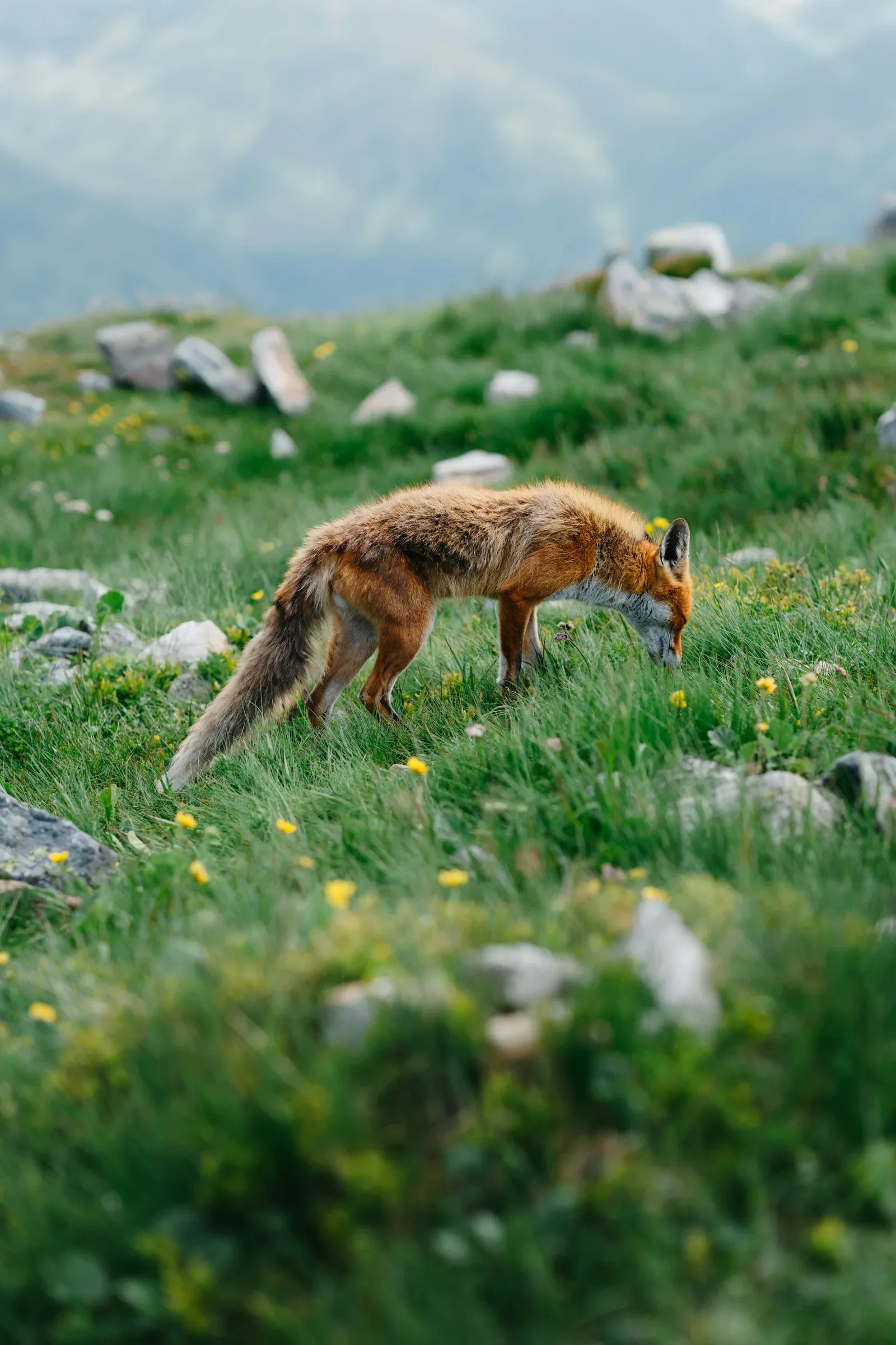 Fox