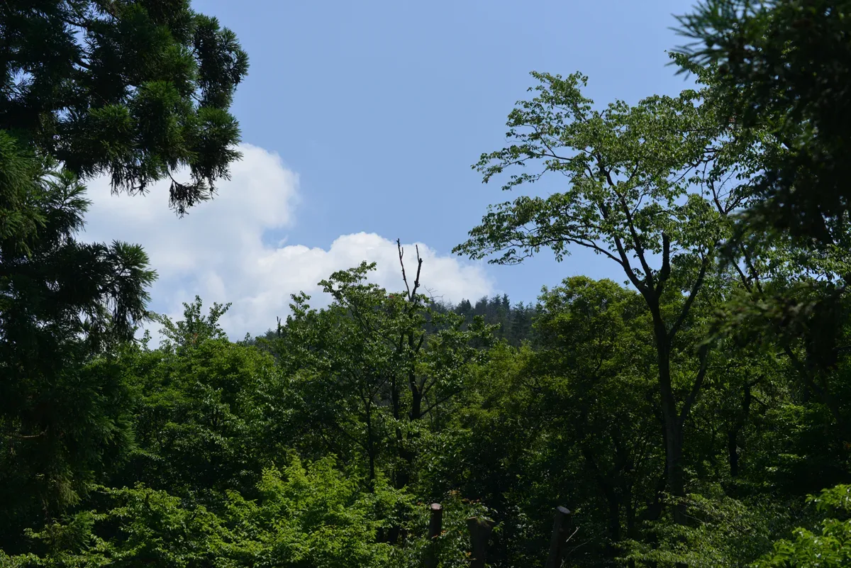 Gotou Sanroku Ikoi Forest