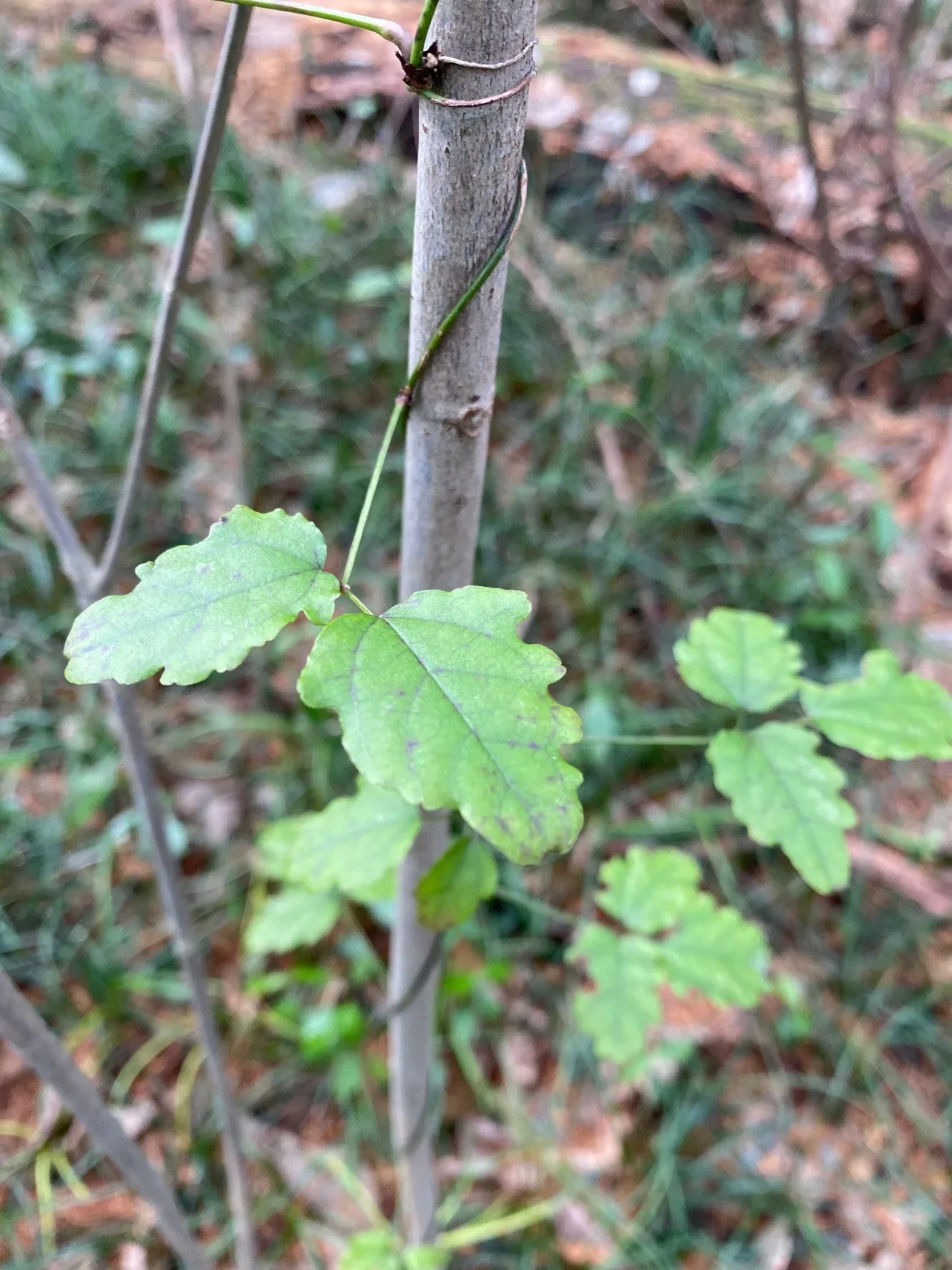 いのきちの森 キャンプ場
