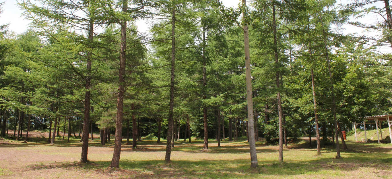 Kita Karuizawa Donguri Yama No Ichiban Hoshi Campground