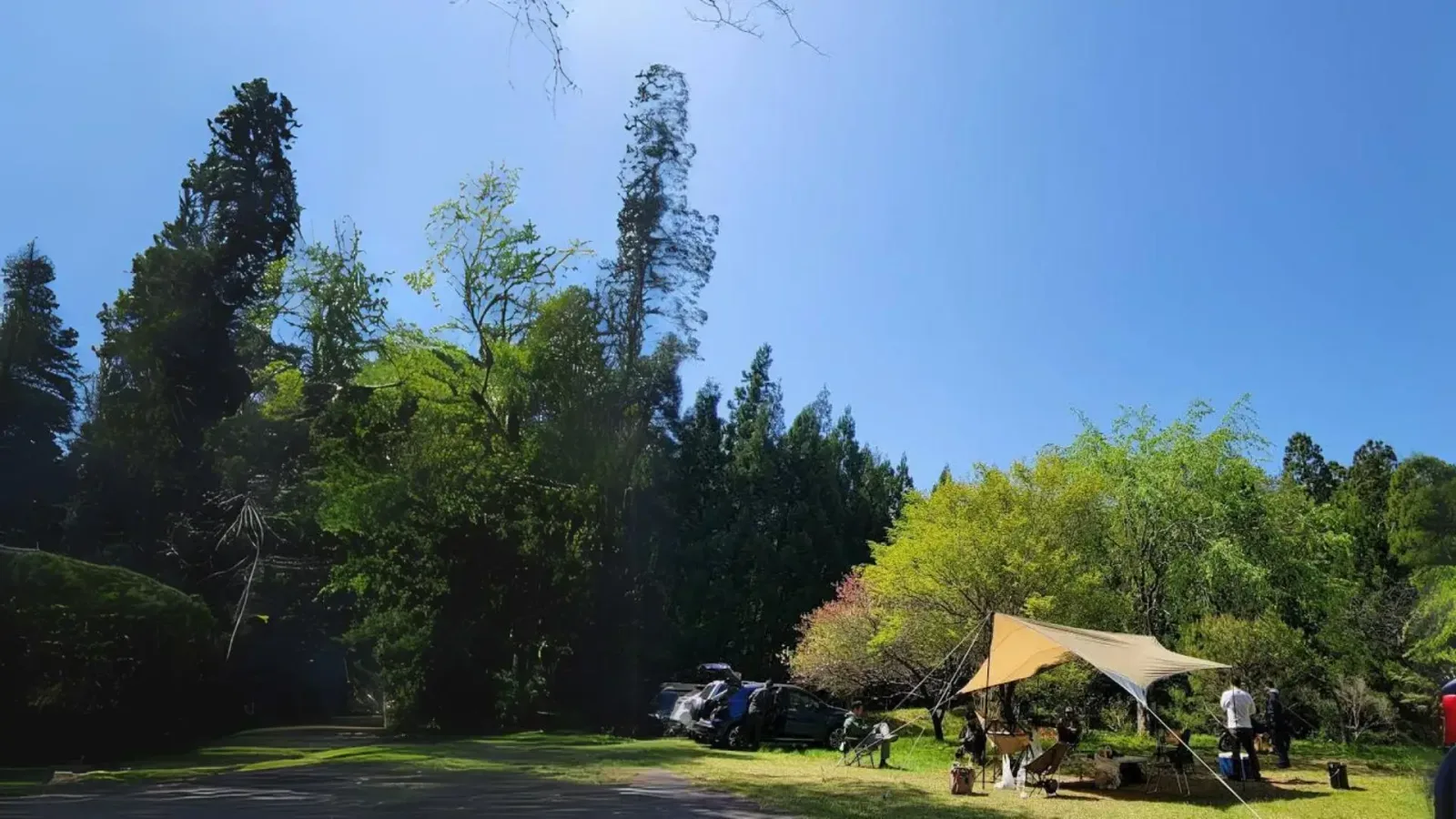 Hourai Forest