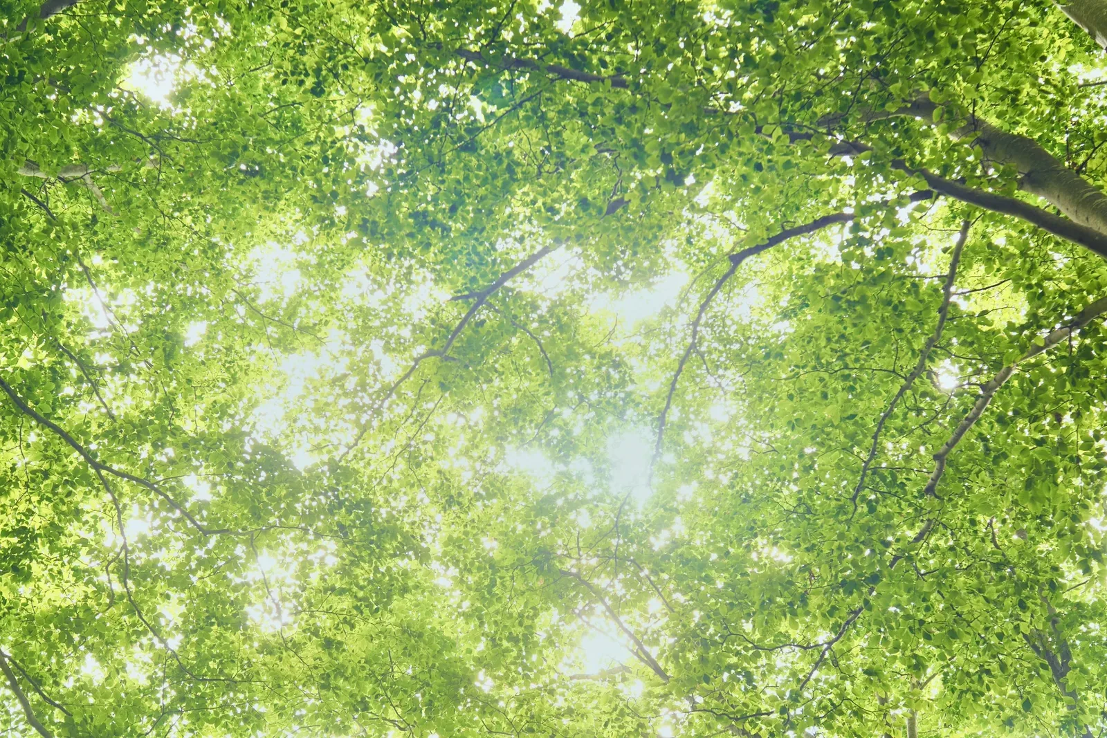 Komorebi Forest Camping Shoukawa