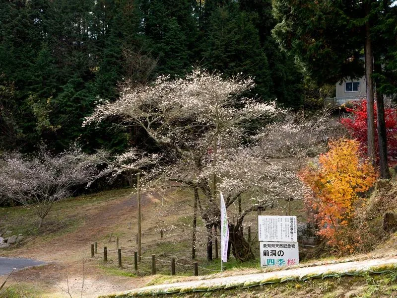 Mikawa Mizuumi Yamabiko Campground