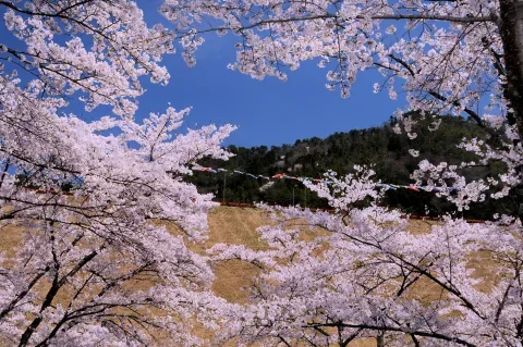 大杉ダム自然公園オートキャンプ場