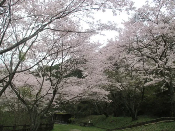 Tottori Ike Ryokuchi ・ Sakura No Sono