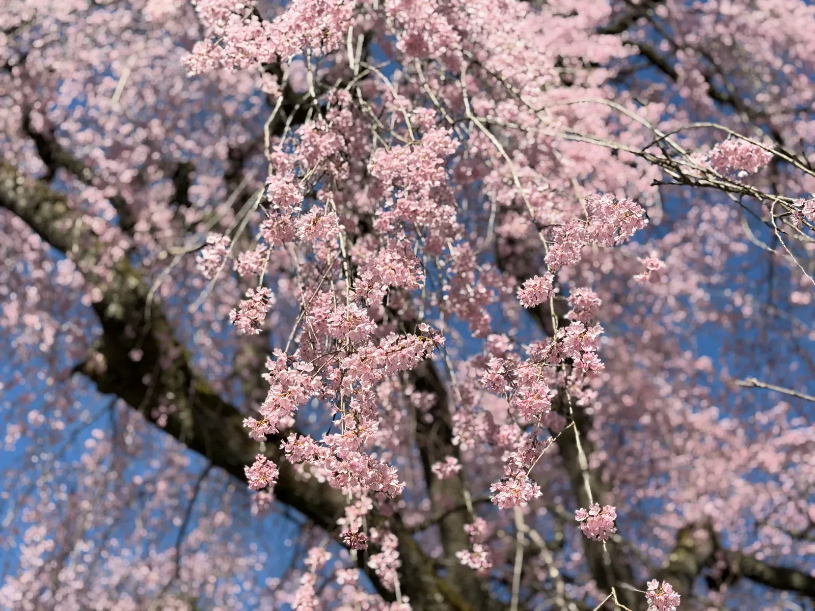 野底山森林公園 キャンプ場